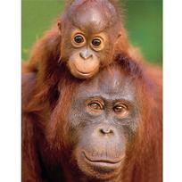 Pilnas 5D „pasidaryk pats“ deimantinis piešimas animacinių filmų, gyvūnų orangutanų, siuvinėjimo kryželiu namų dekoras, rankų darbo 25x30cm