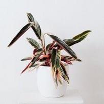 Stromanthe sanguinea Triostar