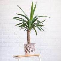 Yucca elephantipes