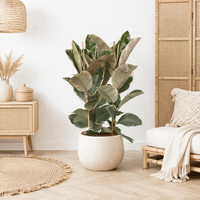 Ficus elastica Tineke, 100 cm