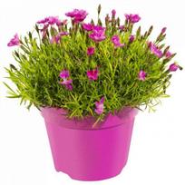 Lauko augalas gvazdikas, Ø 9, 16 cm, lot. Dianthus mix