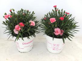 Lauko augalas gvazdikas, Ø 17, 25 cm, lot. Dianthus I Love U
