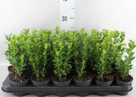 Lauko augalas buksmedis, Ø 9, 25 cm, lot. Buxus semp. Bush
