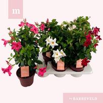 Lauko augalas mandevila, Ø 17, 50 cm, lot. MANDEVILLA