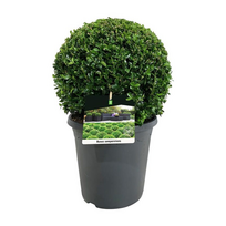 Lauko augalas buksmedis, Ø 30, 60 cm, lot. Buxus semp. ball
