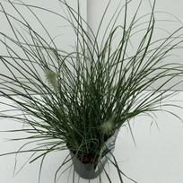 Lauko augalas soruolė, Ø 17, 30 cm, lot. Pennisetum alo. Little Bunny