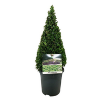 Lauko augalas buksmedis, Ø 21, 60 cm, lot. Buxus semp. Pyramide