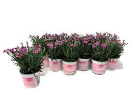 Lauko augalas gvazdikas, Ø 10.5, 20 cm, lot. Dianthus Pink Kisses