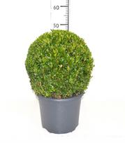 Lauko augalas buksmedis, Ø 26, 40 cm, lot. Buxus semp. Ball