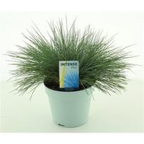 Lauko augalas eraičinas, Ø13, 26 cm, lot. Festuca glauca Intense Blue