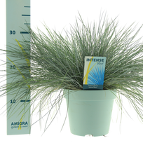 Lauko augalas eraičinas, Ø 23, 50 cm, lot. Festuca glauca Intense Blue
