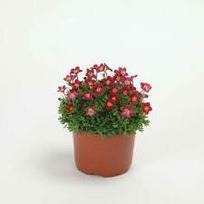 Lauko augalas uolaskėlė, daugiametis, Ø 12, 20 cm lot. Saxifagra