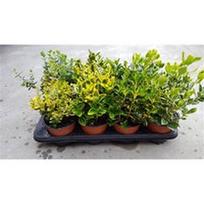 Lauko augalas ožekšnis, daugiametis, Ø 13, 20 cm, lot. Euonymus japonicus mix