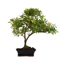 Azalija rožiniais žiedais (Rhododendron) bonsai P15