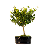 Ilex Crenata Bonsai P12