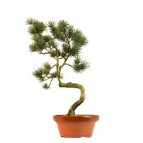 Pinus Sylvestris baltoji pušis bonsai P16 (16P05)