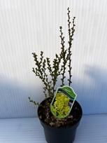 Dekoratyvinis krūmas, raugerškis tunbergo "Golden Torch", vazonas 2 l.