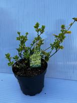 Dekoratyvinis krūmas, fortūno ožekšnis "Emerald'n Gold", vazonas 1,5 l.