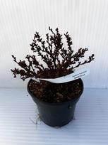 Dekoratyvinis krūmas, raugerškis tunbergo "Bagatelle", vazonas 2 l.