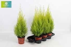 Kambarinis augalas, puskiparisis "Wilma", vazonėlio skersmuo 14 cm.