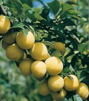 Vaismedis, slyva “Ontario” (Prunus domestica)