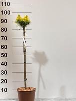 Spygliuotis, pušis "Wintergold", ant stiebo, vazonėlio skersmuo 23 cm.