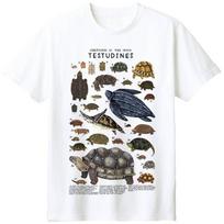 Vėžlio marškinėliai trumpomis rankovėmis, Vėžlys, Vėžlys vandens vėžlys Mokslo populiarinimas Apvalus kaklas Tėvų ir vaikų apranga Natūrali vasarinė S