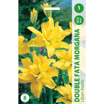 Lelijų svogūnėliai, lot. LILIUM DOUBLE FATA MORGANA, 1 vnt.