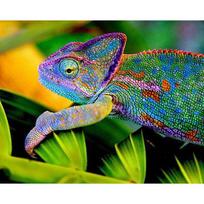 Deimantinis siuvinėjimas chameleonas 5D deimantinis dažymas kryželiu Siuvinėjimas deimantine mozaikine adata 20X30CM