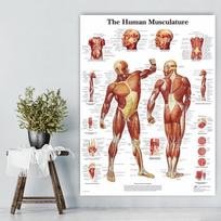 Anatominės raumenų sistemos plakatas Žmogaus kūno anatomijos diagrama Medicininė mokomoji drobė mokyklos dekoravimui 20x30cm