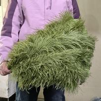 10 vnt. Natūralių mėlynų stručio plunksnų didmeninė prekyba 15-60 cm Karnavalui, Vestuvėms, Šventėms, Restorano stalo puošybai, Plunksnų DIY amatai 15-20cm armijos žalia spalva