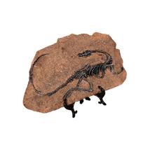 Handcrafts Dinosaur Fossils Model Simulated Dinosaur Skeleton Resins Statue Figurine for Home Decors and Educational Use B brown