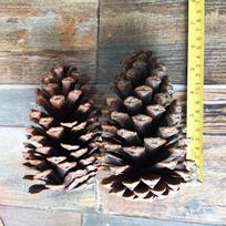 15cm Amerikos pušies kankorėžis pušies kankorėžis Kalėdų lango dekoracija DIY džiovintų gėlių medžiagos namų dekoracijai A1-9 American pine 7-9cm