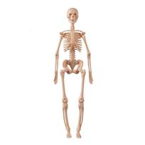 Body Learning Tools Children Cognitive Toys Human Anatomy Model Mannequin Skeleton Organ 3D Puzzle Montessori Kid Education Toys