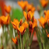 Svogūnėliai Krokai "Orange Monarch" - 200 vnt.