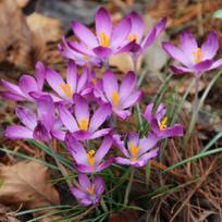 Svogūnėliai Krokai tommasinianus "Barr's Purple" - 200 vnt.