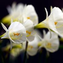 Svogūnėliai Narcizai "Arctic Bells" - 5 vnt.