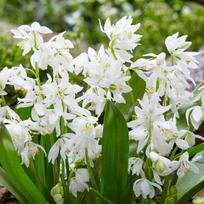 Svogūnėliai Scylės Siberica alba - 1000 vnt.