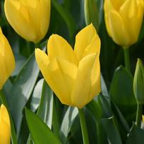 Svogūnėliai Tulpė „Yellow Purissima“ - 10 vnt.