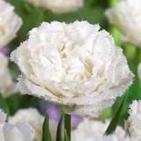 Svogūnėliai Pilnavidurė šerkšnotoji tulpė „Snow Crystal - 50 vnt.