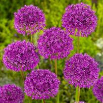 Svogūnėliai Česnakas "Purple Sensation" - 20 vnt.