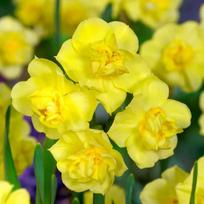 Svogūnėliai Narcizai "Yellow Cheerfulness" - 5 vnt.