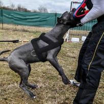 Greitas pristatymas Šunų svorio tempimo diržai Minkšti paminkštinti šunų diržai Pitbull Big Large Dogs Dresūros diržai Naminių gyvūnėlių judrumo produktai 73cm-black juoda