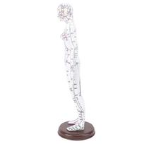 52 cm Akupunktūros Modelis Žmogaus Kūno Modelis Viso Kūno Akupunktūros Modelis Su Pagrindu Studentų Mokymui female version