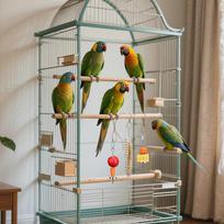 Paukščių žaislai papūgoms Conure žaislai Vaisių lesintuvas Paukščių reikmenys 3 vnt. Nerūdijančio plieno narvo priedai Maisto ieškojimo augintinių reikmenys CHINA