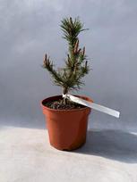 Spygliuotis, pušis suktaspyglė "Spaan's Dwarf", vazonas 3 l.