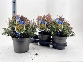 Dekoratyvinis krūmas, pieris "Ja L Heath", vazonėlio skersmuo 19 cm.