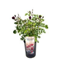 Lauko augalas rožė, Ø 17, 30 - 35 cm, lot. Nordic Beauties Floribunda/Ployantha Roses mix