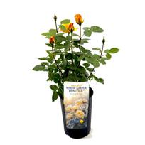 Lauko augalas rožė, Ø 17, 30 - 35 cm, lot. Nordic Beauties Tea Hybrid Roses