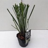 Lauko augalas kortaderija, Ø 17, 50 cm, lot. Cortaderia selloana Pumila
